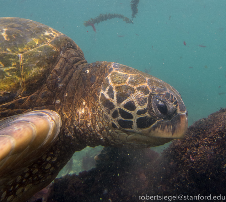 galapagos